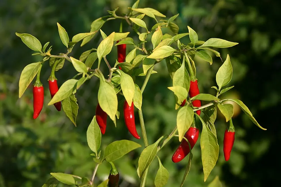 Cabai Rawit Merah 250 g